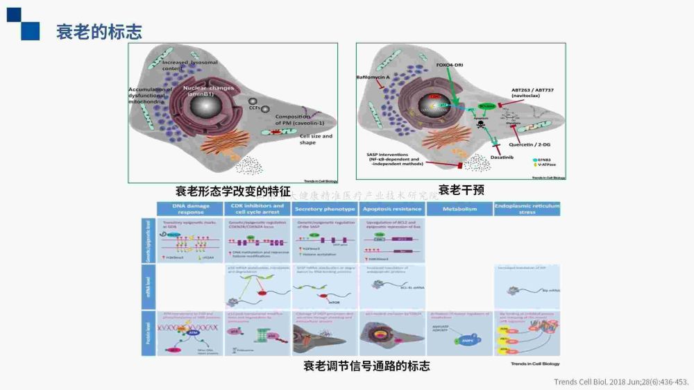 (已瘦身)衰老的预测（上）_27.jpg
